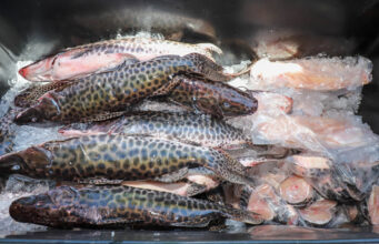 Últimas horas para comprar pescado fresco e a preço acessível – Últimas horas para comprar pescado fresco e a preço acessível