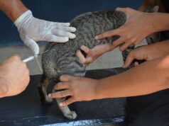 Mordida de cachorro: saiba quando é necessário tomar vacina antirrábica – Mordida de cachorro: saiba quando é necessário tomar vacina antirrábica