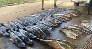 Polícia Militar apreende 465 quilos de pescado ilegal e prende homem em Várzea Grande