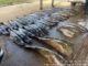 Polícia Militar apreende 465 quilos de pescado ilegal e prende homem em Várzea Grande