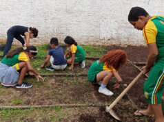 Horta escolar ensina alunos a cultivar alimentos e fortalece hábitos de alimentação saudável – Horta escolar ensina alunos a cultivar alimentos e fortalece hábitos de alimentação saudável