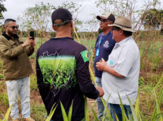 Assistência técnica impulsiona produção de abacaxi e fortalece agricultura familiar em Várzea Grande – Assistência técnica impulsiona produção de abacaxi e fortalece agricultura familiar em Várzea Grande