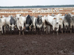 Principal destino da carne de MT, China reconhece Brasil como livre de febre aftosa