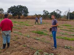 Visitas técnicas orientam produtores rurais e fortalecem o cultivo de hortaliças em Várzea Grande – Visitas técnicas orientam produtores rurais e fortalecem o cultivo de hortaliças em Várzea Grande