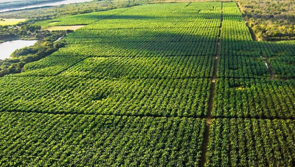 Agricultura_irrigada_no_vale_do_sao_francisco_bahia_e_pernambuco-e1756229049314.jpg