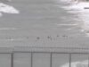 Milhares atravessam fronteira entre Marrocos e Espanha a nado; 15 morrem