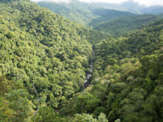 Mata atlântica: desmatamento tem novo recorde mínimo – 07/08/2026 – Ambiente