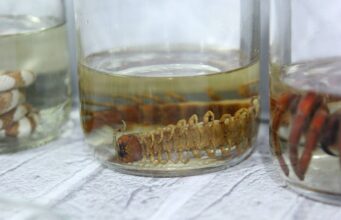 Calor e estiagem aumentam risco de animais peçonhentos dentro de casas; CCZ-VG orienta moradores – Calor e estiagem aumentam risco de animais peçonhentos dentro de casas; CCZ-VG orienta moradores