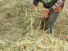 Agricultores familiares aprendem técnicas de produção de silagem para garantir alimentação do rebanho durante a seca – Agricultores familiares aprendem técnicas de produção de silagem para garantir alimentação do rebanho durante a seca