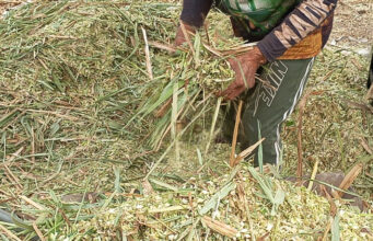 Agricultores familiares aprendem técnicas de produção de silagem para garantir alimentação do rebanho durante a seca – Agricultores familiares aprendem técnicas de produção de silagem para garantir alimentação do rebanho durante a seca