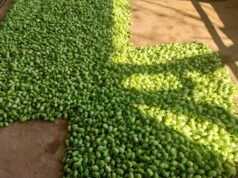 Produção de maxixe chega a mais de 1 tonelada em uma semana no Sadia III – Produção de maxixe chega a mais de 1 tonelada em uma semana no Sadia III