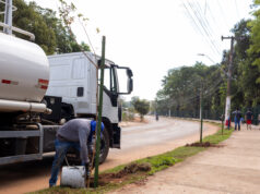Participação da população é fundamental para que árvores plantadas se desenvolvam