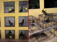 Rinha de galos é fechada e 90 animais são encontrados feridos em MT