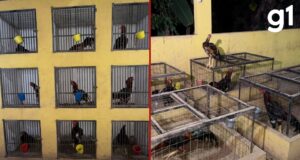 Rinha de galos é fechada e 90 animais são encontrados feridos em MT