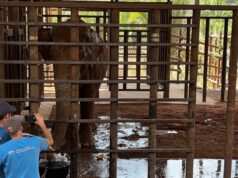 Elefante Sandro: como saber se um elefante está adaptado ao Santuário